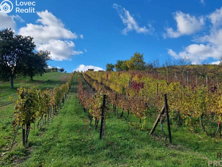 Prodej vinného sklepa Mutěnice č. 2