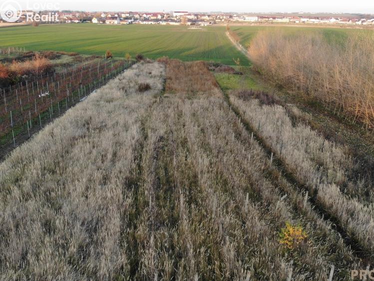 Prodej vinného sklepa Hrušky č. 28