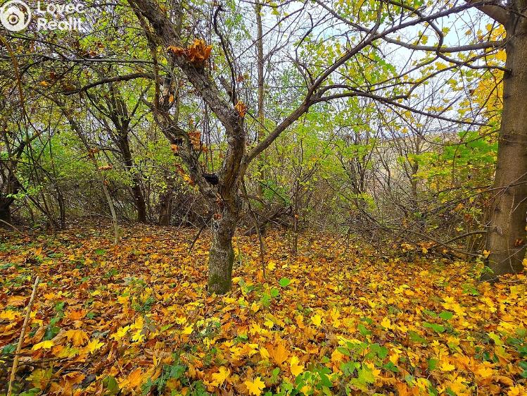 Prodej rodinného domu Uhřice č. 27