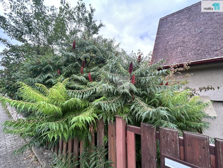 Pronájem chaty Praha 16, U sanatoria č. 3