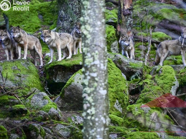 Prodej chalupy Srní č. 32