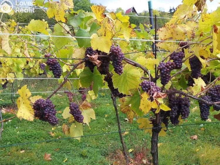 Prodej stavebního pozemku Velké Žernoseky č. 7