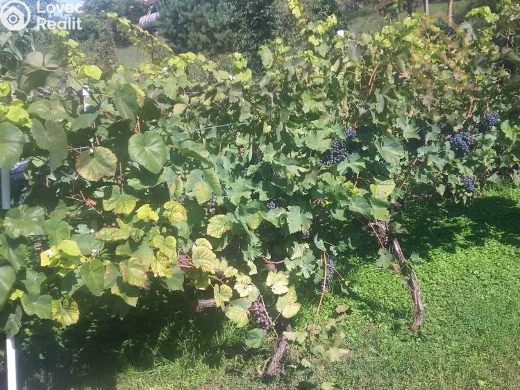 Prodej stavebního pozemku Velké Žernoseky č. 16