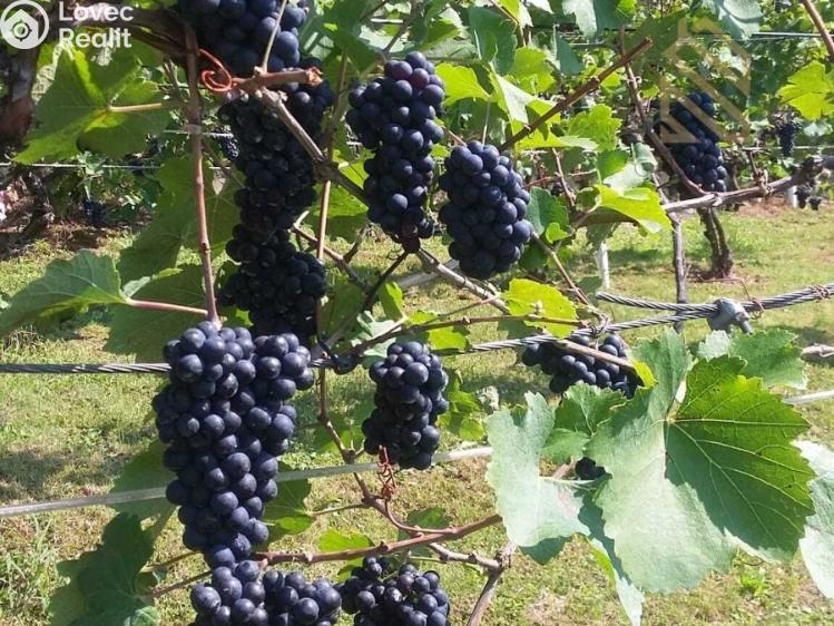 Prodej stavebního pozemku Velké Žernoseky č. 22