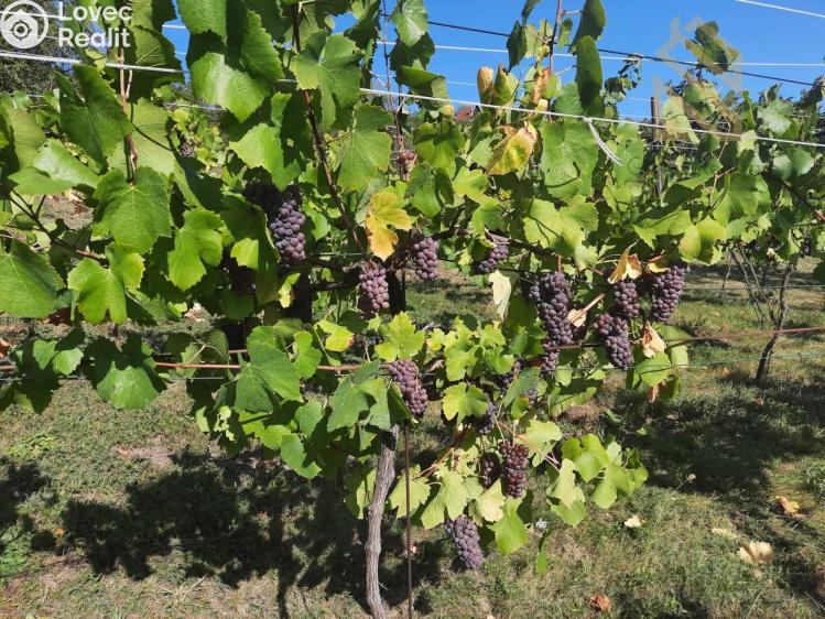 Prodej stavebního pozemku Velké Žernoseky č. 23