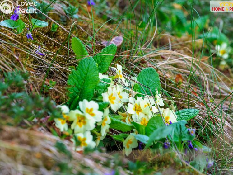 Продажа хижины Samopše č. 30