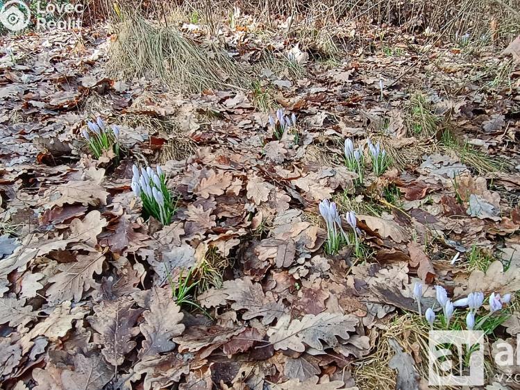 Оренда хатини Ledce č. 15