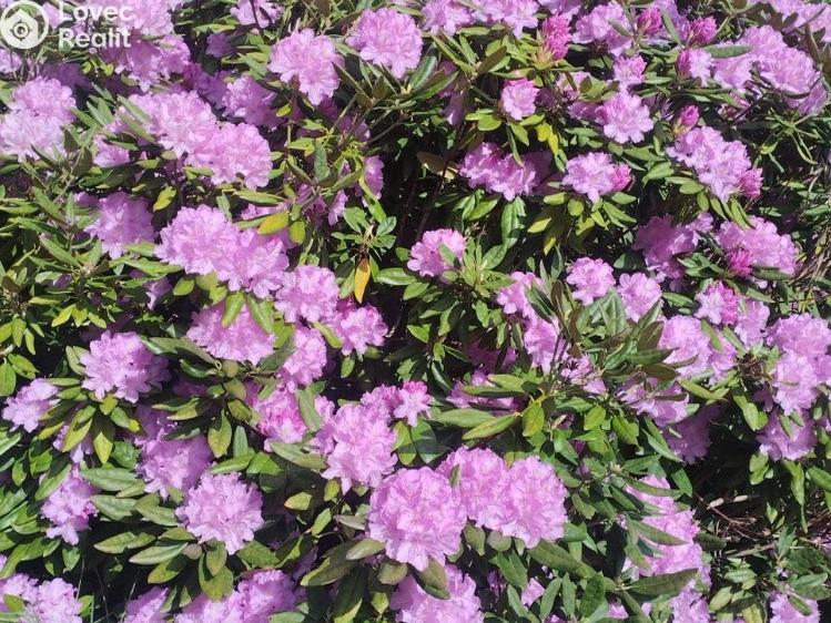 Prodej rodinného domu Dolní Poustevna č. 54