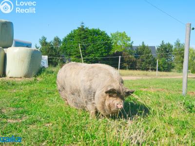Rent farm Líšnice č. 29