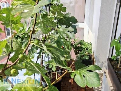 Продаж квартири 3+1 Brno, Velkopavlovická č. 9